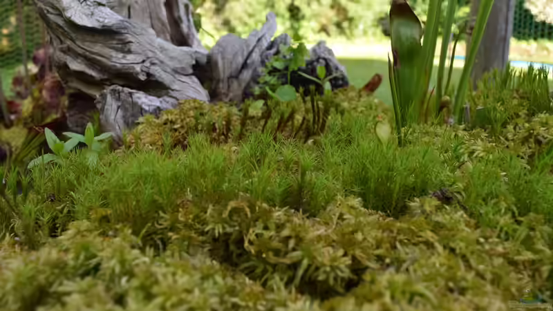 Sphagnum-Moos von Junglist (46)