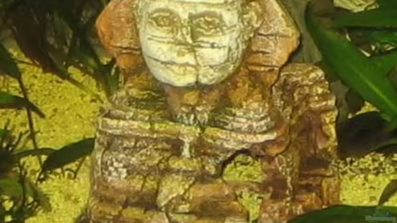 Sphinx von Gaspode (15)