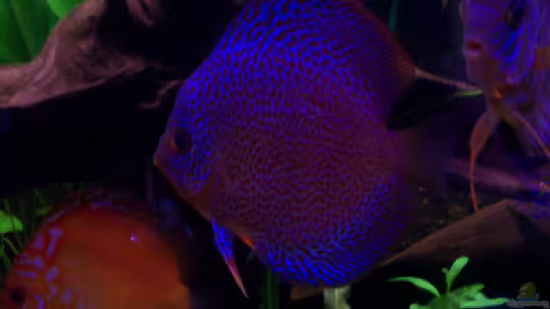 Spider Leo von Discus (37)