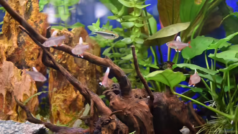 Spiderwood: Von welchen Pflanzen stammt das Dekoholz?