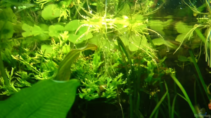 Spiegeleien,Februar 2011 von Herzilein (22)