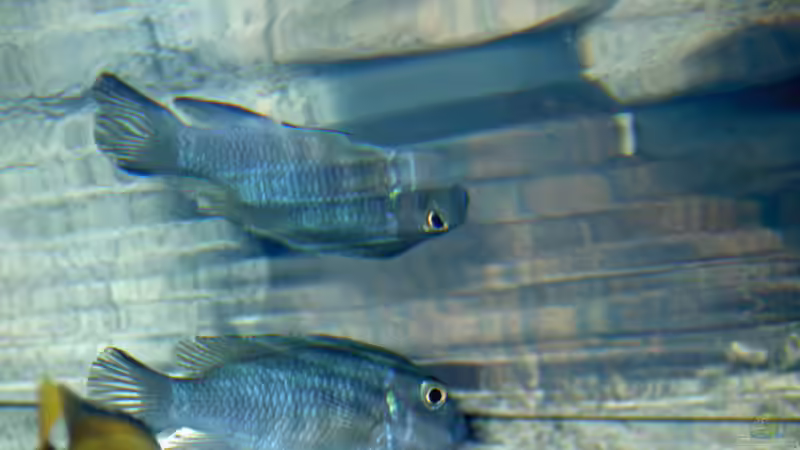 Einrichtungsbeispiele mit Cynotilapia pulpican (Pseudotropheus kingsizei, Metriaclima pulpican)
