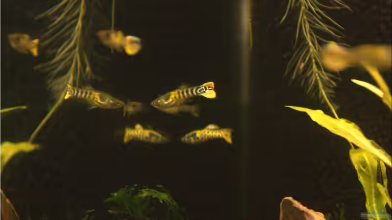 Spieglein, Spieglein..... von hotwheelz (28)