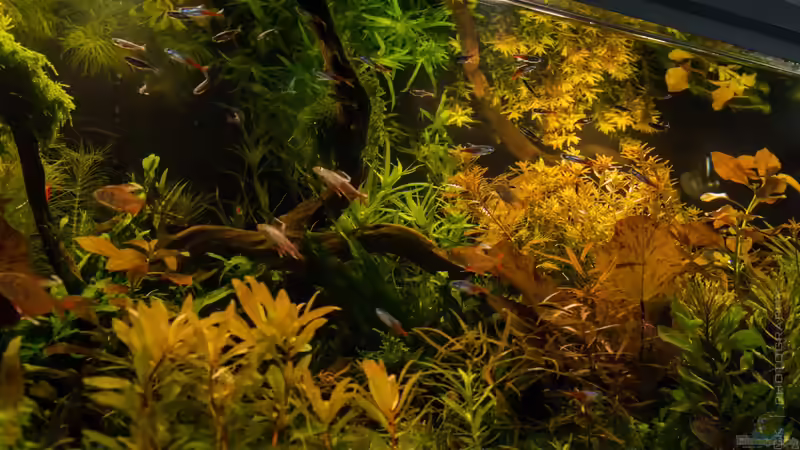 Spieglein Spieglein... an der Oberfläche :D 24.08.15 von Betta Chris (33)