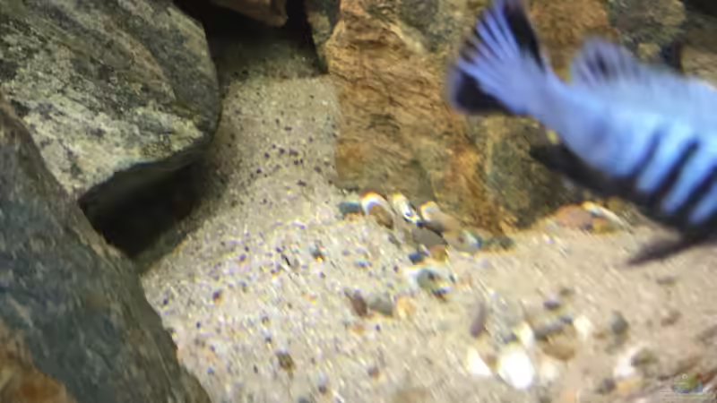 Spielsand gemischt mit Minimuscheln und dunklem Aquarienkies 3-6mm von Lippi (9)