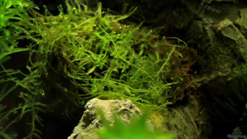 Spikey Moos von die Perle... (10)