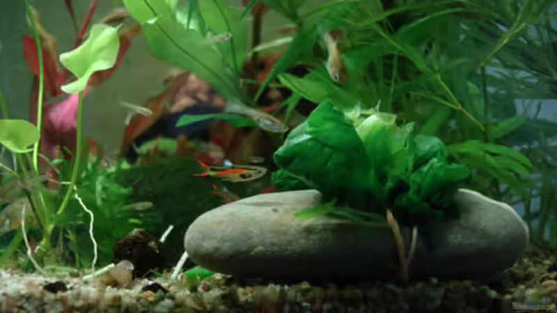 Spinat wird sehr gerne genommen! Von allen Beckenbewohnern ... von Aquilegia (9)