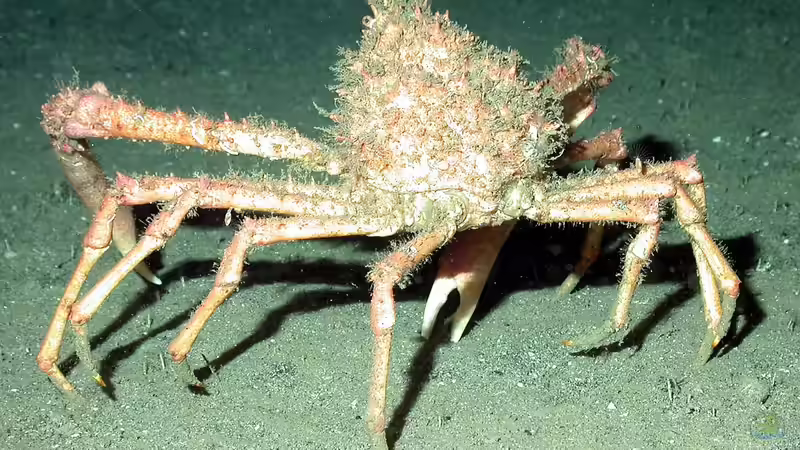 Spinnenkrabben: Faszinierende Bewohner für Meerwasseraquarien