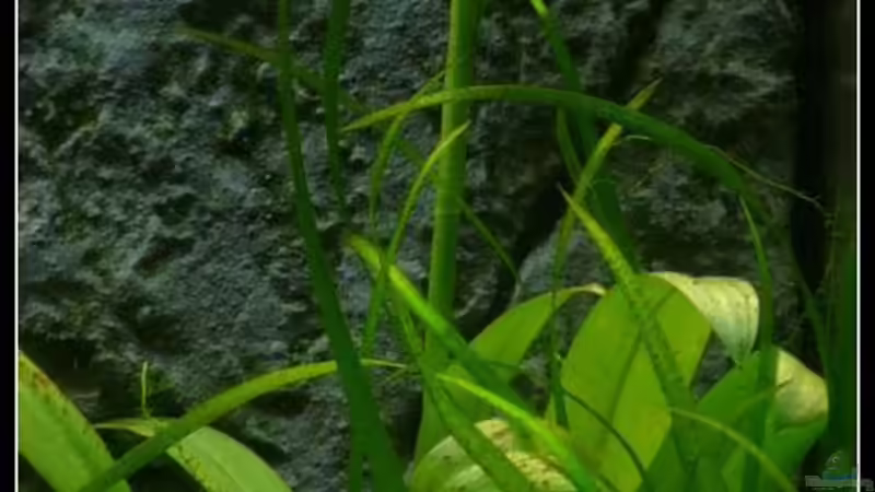 Spiranthes odorata Blütenstängel von *Dominique* (12)