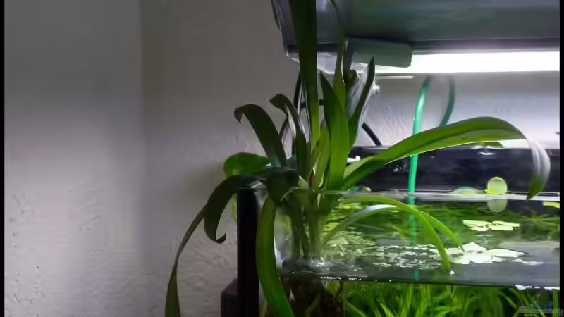 Spiranthes odorata von *Dominique* (11)