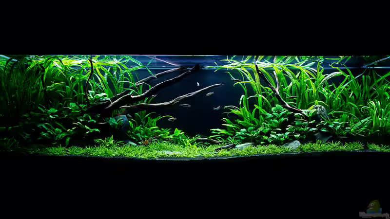 Spirit of Asia 2.0 ---> Tag 56 von -Der Österreicher- (1)