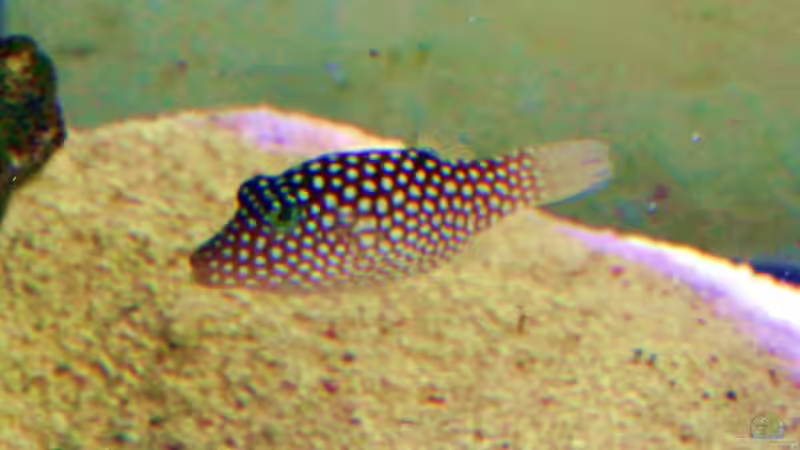 Spitzmaulkugelfisch von The_Lizardking (23)