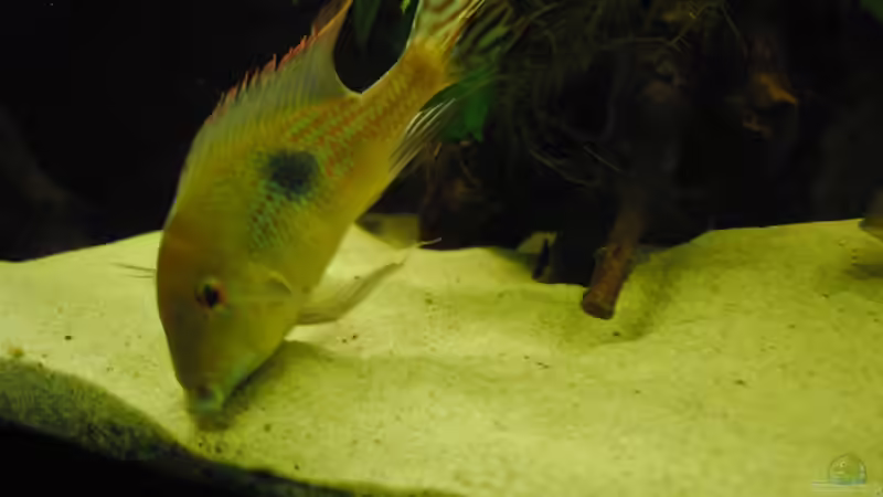 Spitzname: Staubsauger von weyrobing (21)