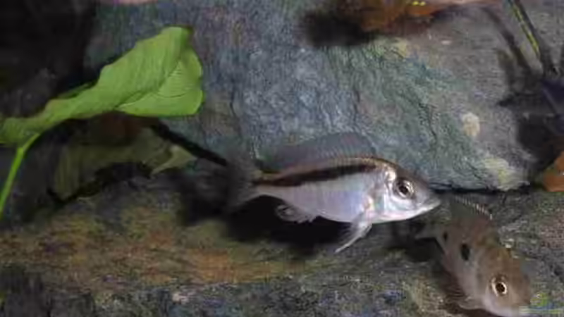 Sprengeri von Saskia Geers (4)