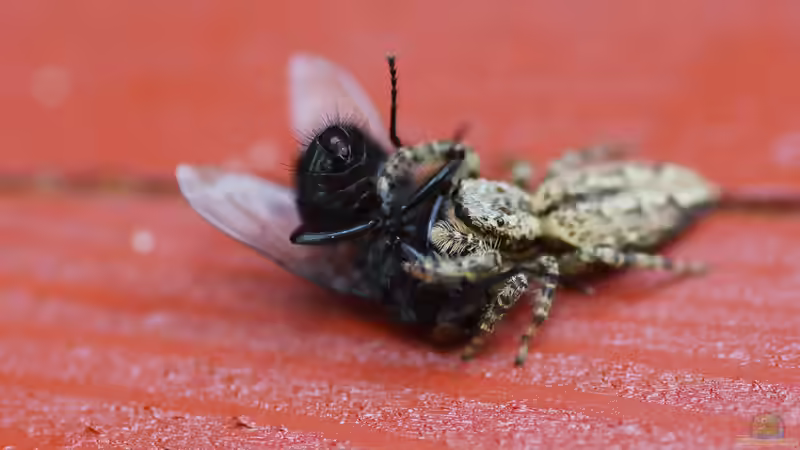 Springspinnen in Deutschland: faszinierende Jäger auf acht Beinen