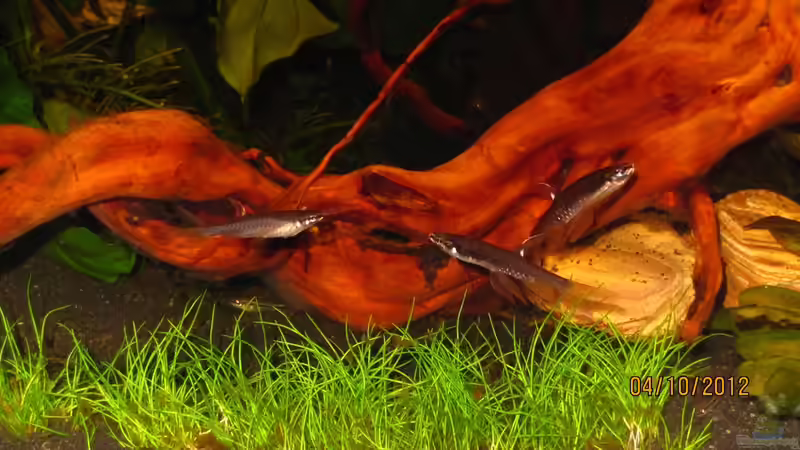 Copella arnoldi im Aquarium halten (Einrichtungsbeispiele für Spritzsalmler)