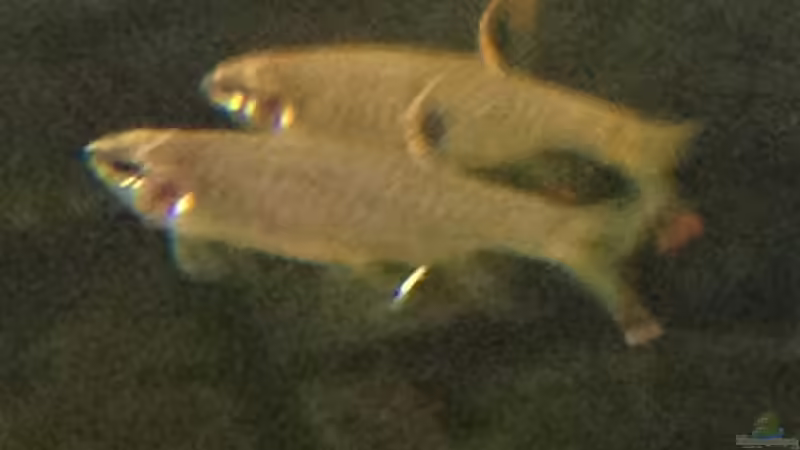 Copella arnoldi im Aquarium halten (Einrichtungsbeispiele für Spritzsalmler)