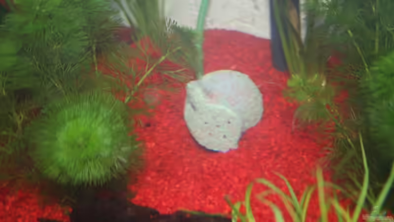 Sprudelampore von Stefanie Mohr (11)