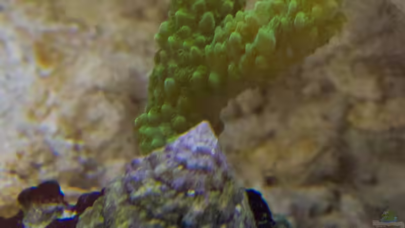 SPS-Acropora-Tumida-enzmann-Aropora 11.04.2015 von mmbm78 (20)