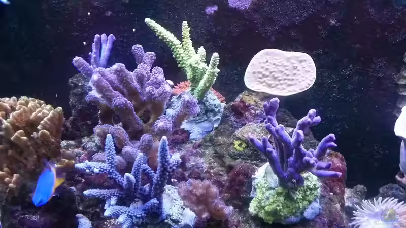 SPS Garten von Tim1979 (24)