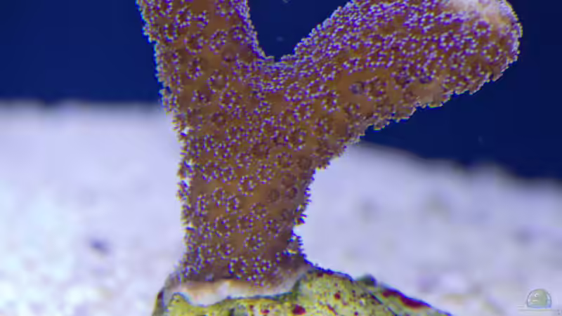 SPS-Stylophora-Milka 11.04.2015 von mmbm78 (13)