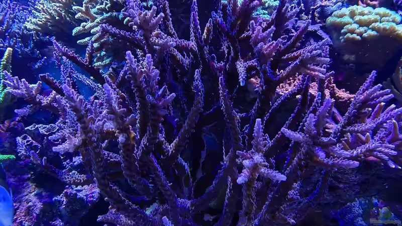 sps und leder von Wolfgang K. (7)