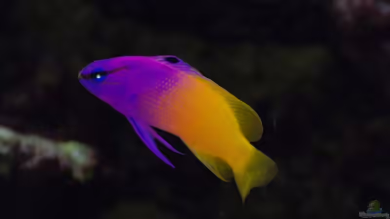 Spurenelemente im Meerwasseraquarium - Unsichtbare Schlüssel für gesunde Korallen und stabile Riffsysteme