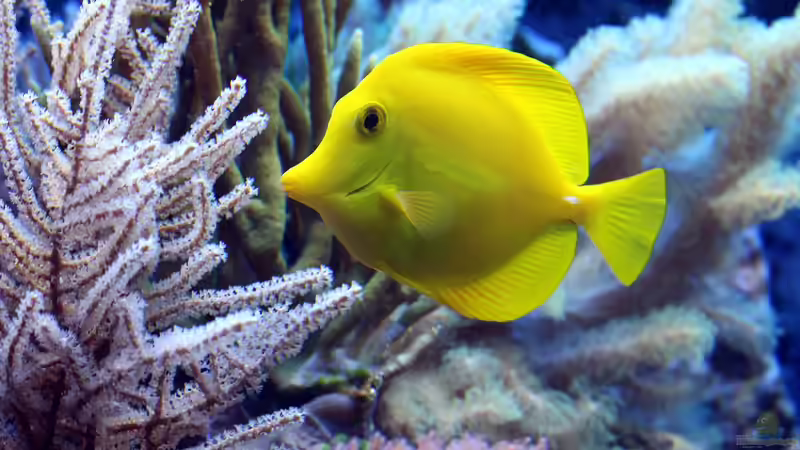 Spurenelemente im Meerwasseraquarium - Unsichtbare Schlüssel für gesunde Korallen und stabile Riffsysteme