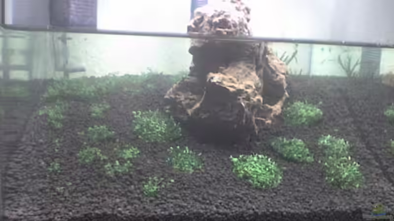 sry Handycam -Bepflanzung kurz nach der ´Neueinrichtung Juni 2010] von Konzi (3)