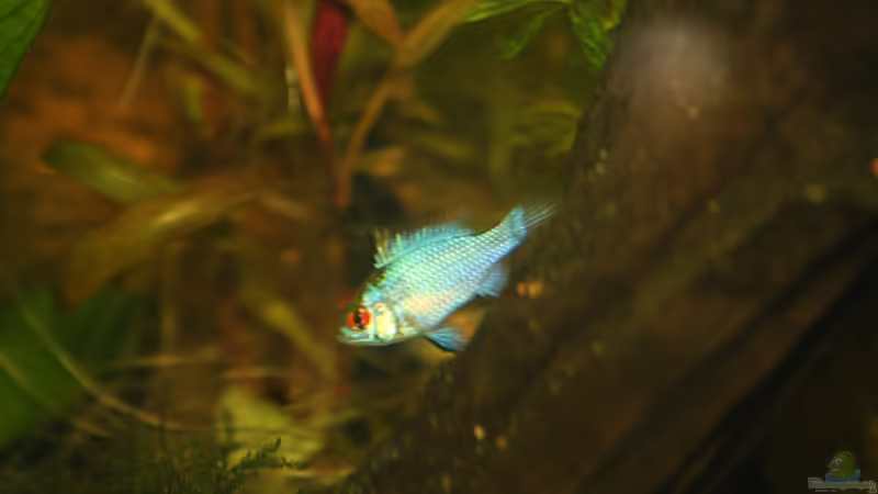 SSB Electric Blue von Kasía (34)