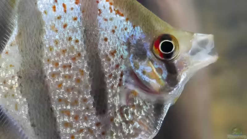 St. Isabel Skalar, nicht mehr im Bestand von ravaka (67)