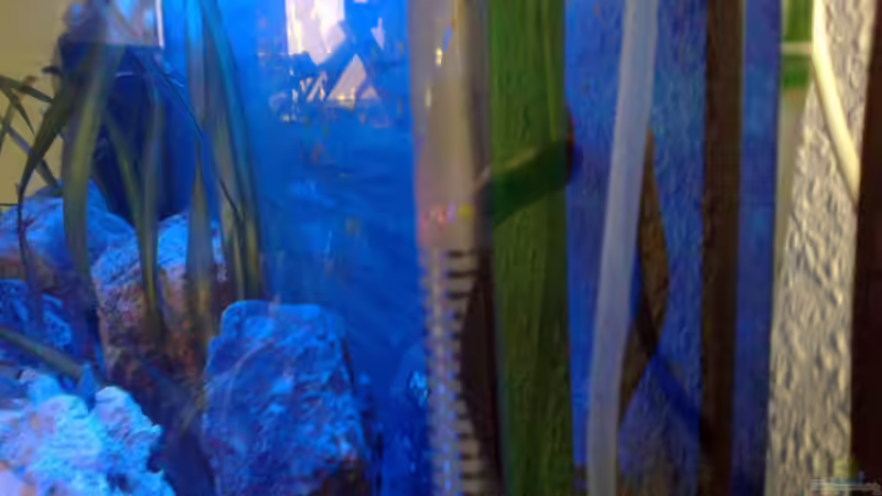 stacheaal schlecht zusehn  von Torsten N. (11)