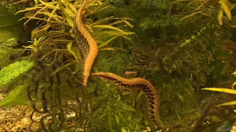 Stachelaale im Duett von H.T. (26)