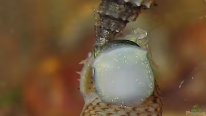 stachelige Turmdeckelschnecke von Andreas Zitt (13)