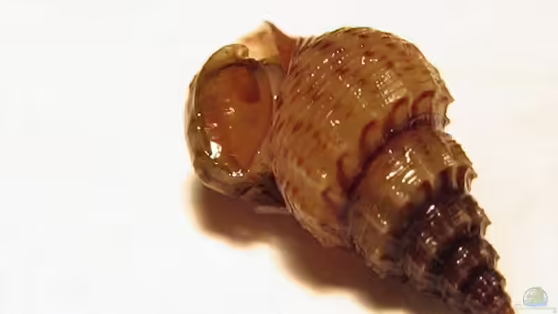 stachelige Turmdeckelschnecke von Andreas Zitt (14)