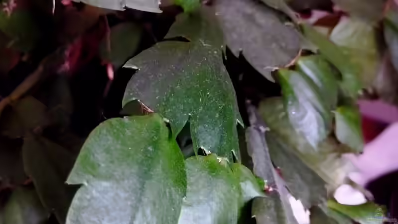 Stachellose Kakteen im Terrarium