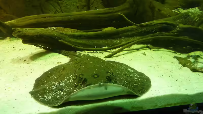 Stachelrochen: Eine besondere Herausforderung für Aquarianer