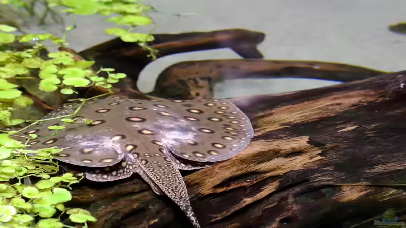 Stachelrochen im Aquarium: Was tun, wenn du gestochen wirst?
