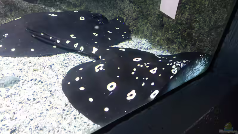 Stachelrochen im Aquarium: Was tun, wenn du gestochen wirst?