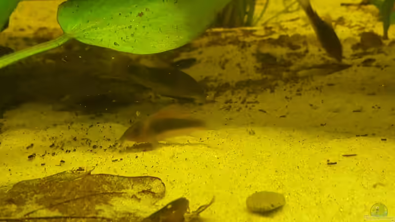 Ständig auf der Suche nach etwas Fressbarem von Johannes L. (54)