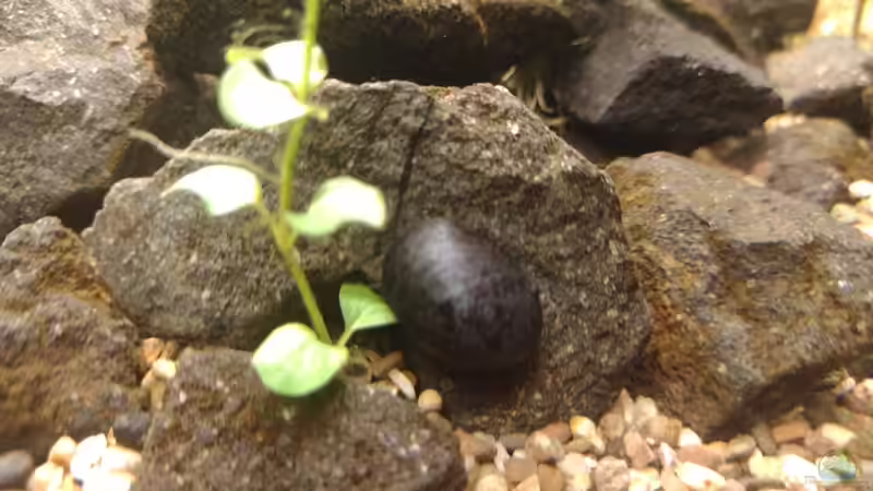 Stahlhelmschnecke am Stein, 08.11.2021 von C-NA (43)