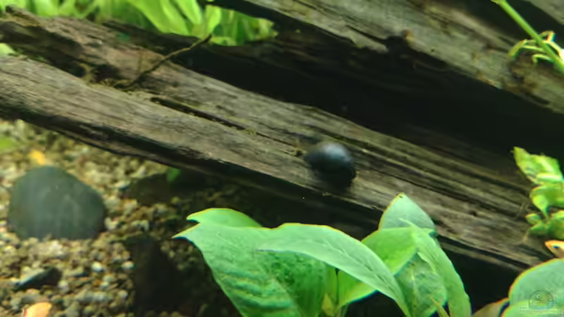 Stahlhelmschnecke auf Mangrove, 08.11.2021 von C-NA (44)