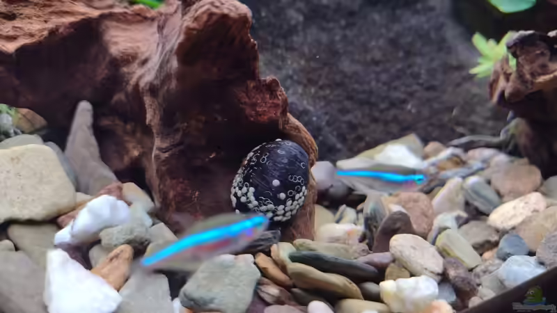 Stahlhelmschnecke v. 11.02.2024 von C-NA (39)