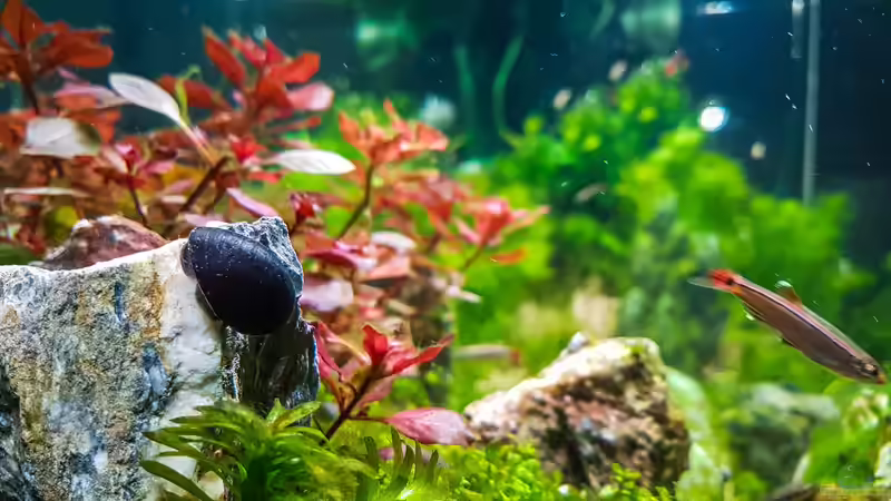 Stahlhelmschnecke von TommyR (33)