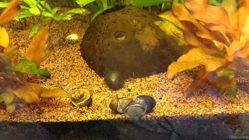 Stahlhelmschnecken von Ceylon (66)