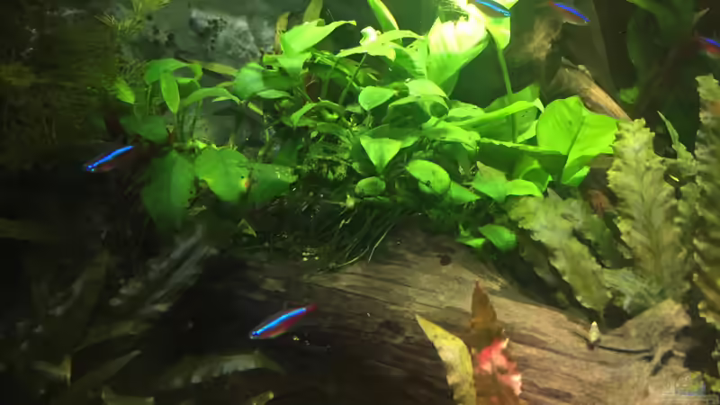 Stamm bepflanzt mit Anubia, unterm Stamm große Welshöhle von Diedelsen (21)