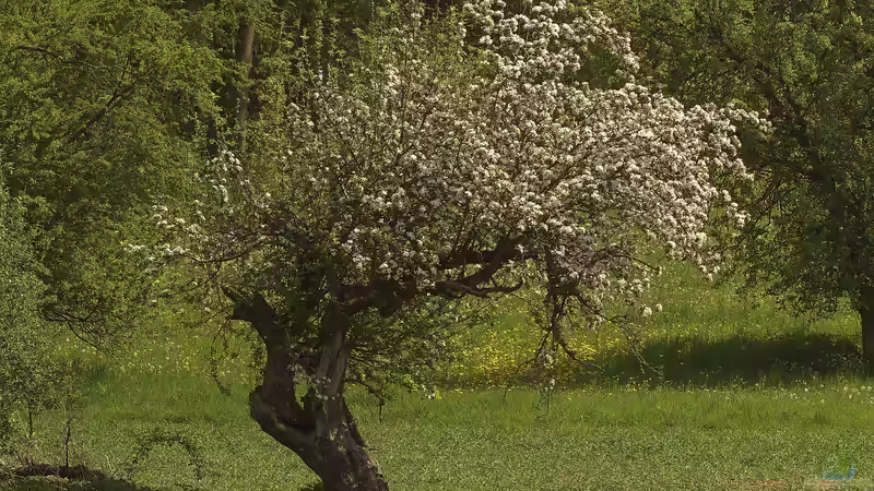 Stammformen bei Obstbäumen - Grundlagen, Unterschiede und Tipps für die richtige Auswahl