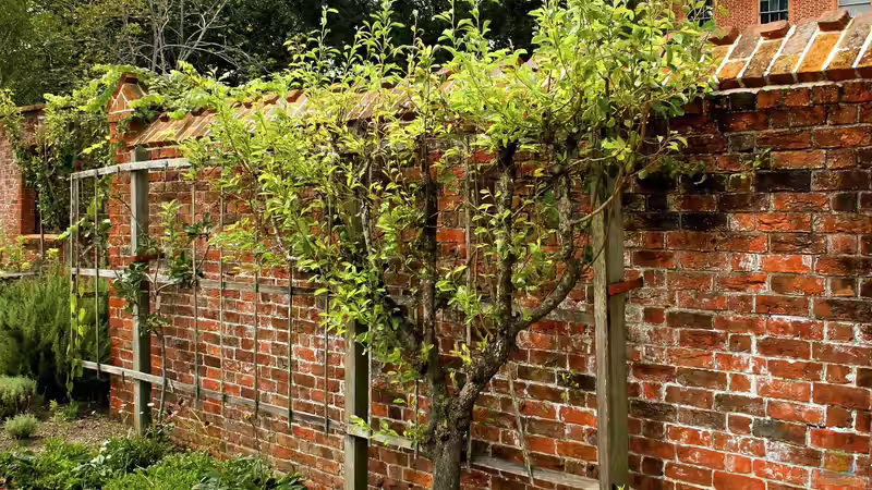 Stammformen bei Obstbäumen - Grundlagen, Unterschiede und Tipps für die richtige Auswahl