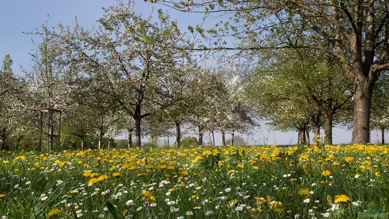Stammformen bei Obstbäumen - Grundlagen, Unterschiede und Tipps für die richtige Auswahl