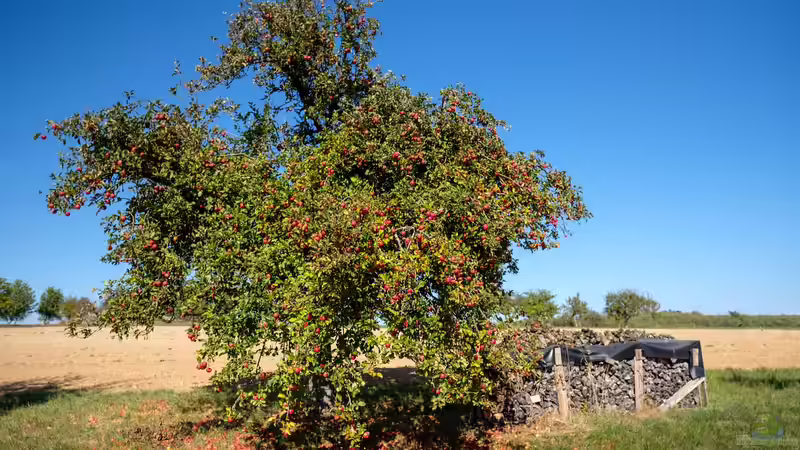 Stammformen bei Obstbäumen - Grundlagen, Unterschiede und Tipps für die richtige Auswahl